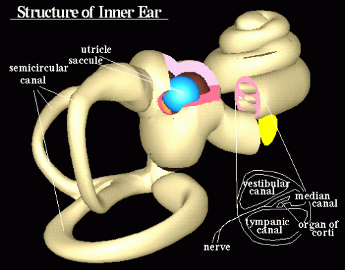 cochlea.gif (48941 bytes)