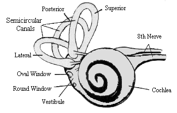 ear_anatomy2.gif (8152 bytes)