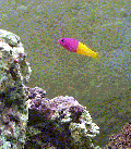 dottyback1_thumb.gif (10115 bytes)